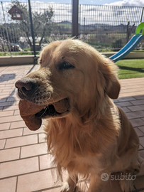 Golden Retriever per accoppiamento