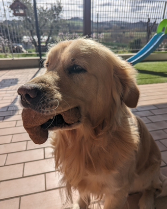 Golden Retriever per accoppiamento