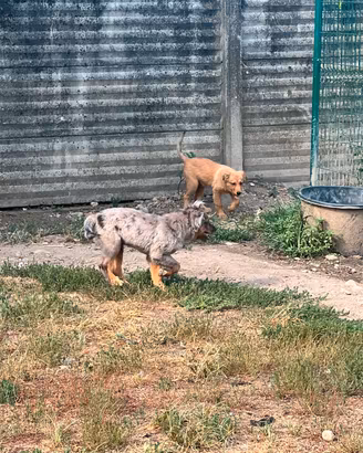 Cuccioli di pastore di Oropa  ( biellesi)
