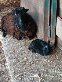 Pecore nane di quassant