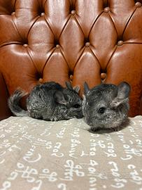 Cucciole di cincilla