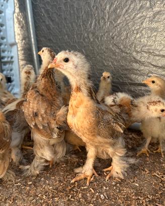 Pulcini Brahma Buff Columbia