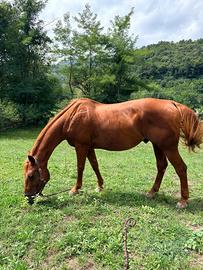 Cavallo