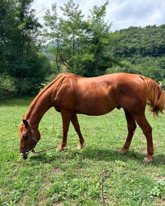 Cavallo