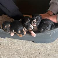 Disponibili cuccioli