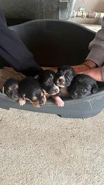 Disponibili cuccioli