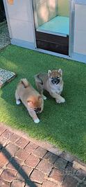 Shiba maschi e femmine