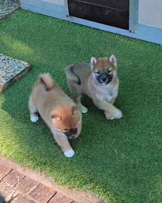 Shiba maschi e femmine