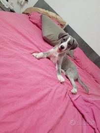 Cagnolino