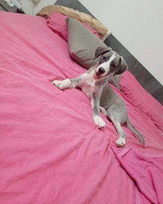 Cagnolino