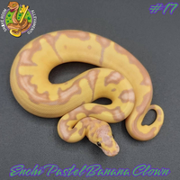 Pitone reale - 1.0 Banana Enchi Pastel Clown #17