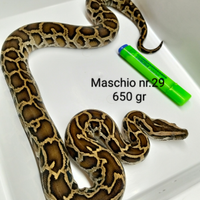 Pitone Moluro Bivittatus Maschio nr.29