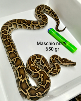 Pitone Moluro Bivittatus Maschio nr.29