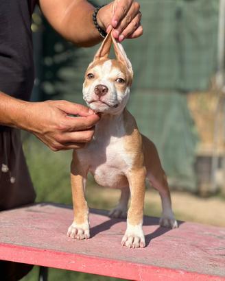 American pitbull terrier