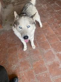 Husky siberian