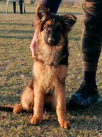 Pastore tedesco cuccioli