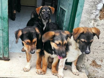Cuccioli in adozione