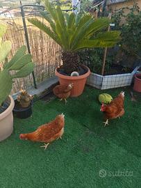 Galline ovaiole