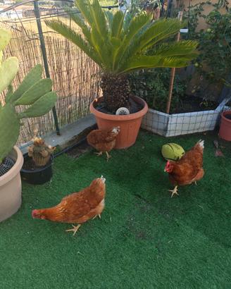 Galline ovaiole