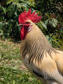 Gallo 1 anno e mezzo