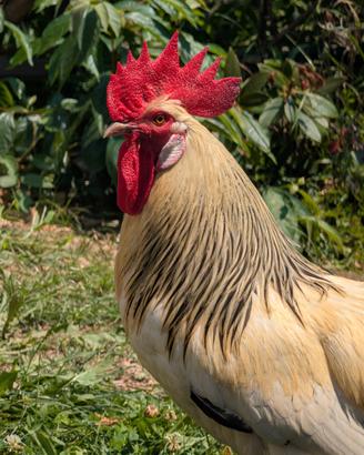 Gallo 1 anno e mezzo