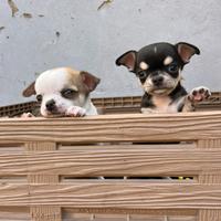 Cuccioli di chihuahua