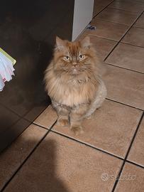 Gatti persiana e simil norvegese