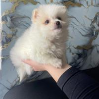 Cucciolo di volpino di Pomerania