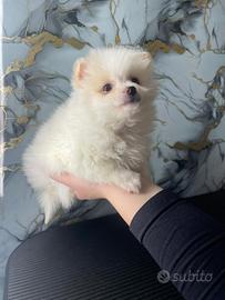 Cucciolo di volpino di Pomerania