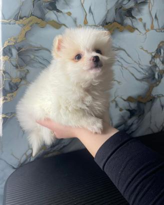 Cucciolo di volpino di Pomerania