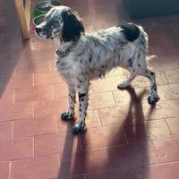 Setter inglese