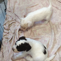 Cuccioli di Lagotti romagniolo