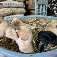 Cuccioli di Bracco Ungherese e Cane Corso