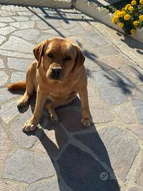 Dono cani