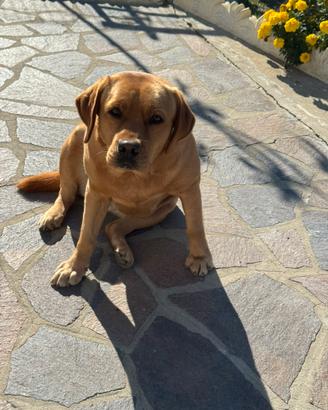 Dono cani