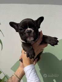 Cucciola Bouledogue Francese