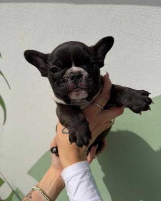 Cucciola Bouledogue Francese