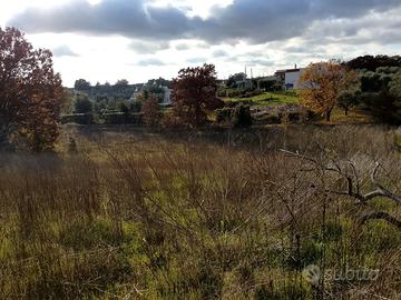 Terreno 2.260 mq - Locorotondo (Contrada Nunzio)