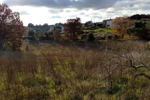 Terreno 2.260 mq - Locorotondo (Contrada Nunzio)