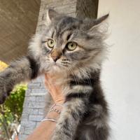 Cucciolo di gatto siberiano con pedigree Anfi