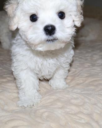 Favolosi cuccioli di Bichon a Poil Frisè