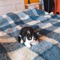 Gattino 2 mesi adozione