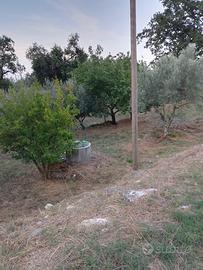 Terreno di 8000m circa