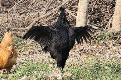 Ayam cemani