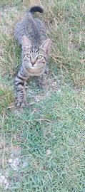 Gattini di tre mesi
