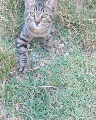 Gattini di tre mesi
