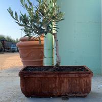Bonsai olivo vaso rettangolare rustico