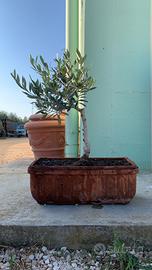 Bonsai olivo vaso rettangolare rustico