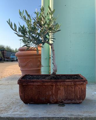 Bonsai olivo vaso rettangolare rustico