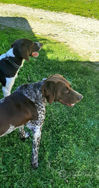 Bellissiml cuccioli di Kurzhaar